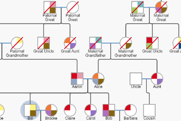 GoJS在线示例：Genogram