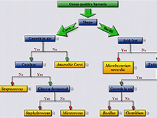 MindFusion Diagramming Pack授權(quán)購(gòu)買